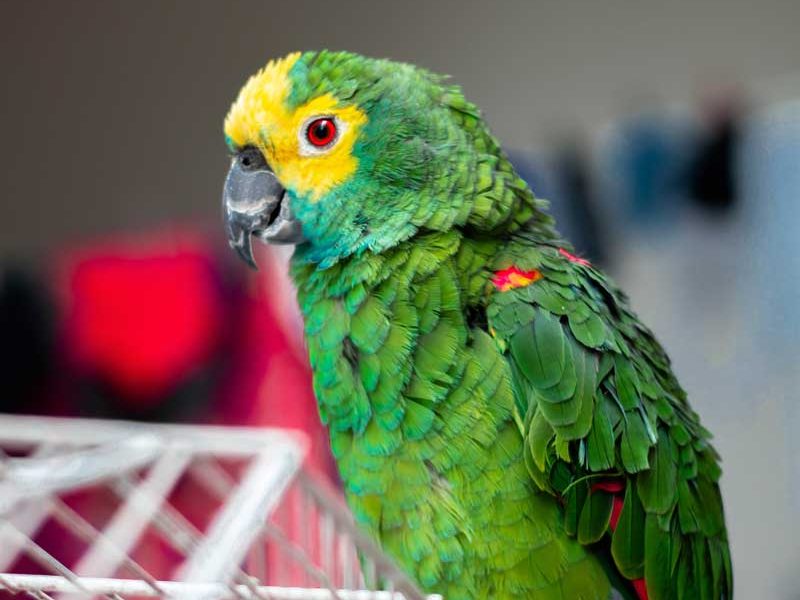 birds birds