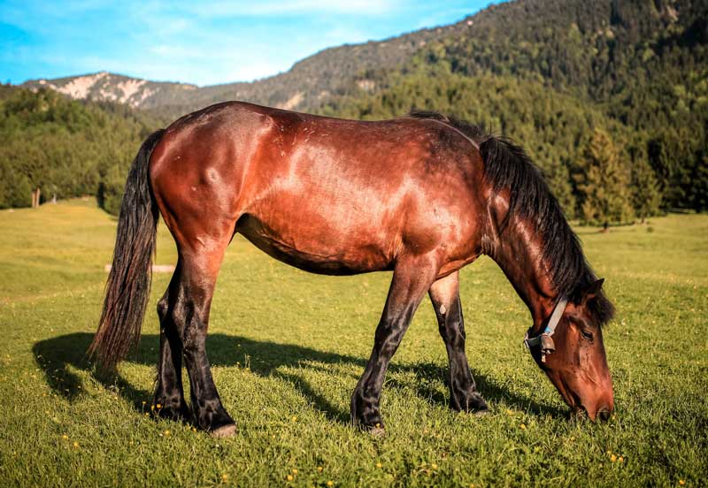 horses horses