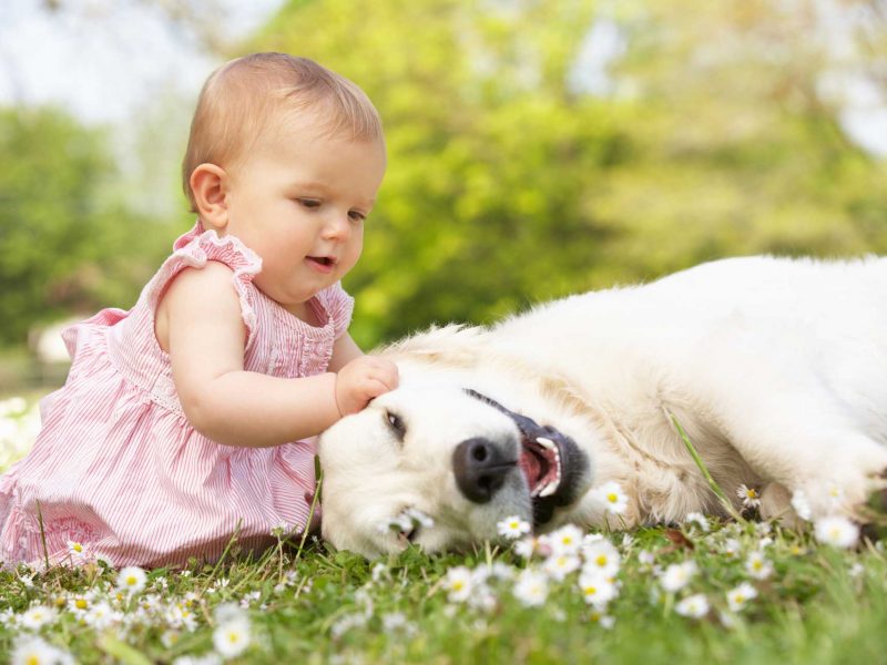 petting-family-dog petting-family-dog